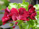 ivy-leaf geranium